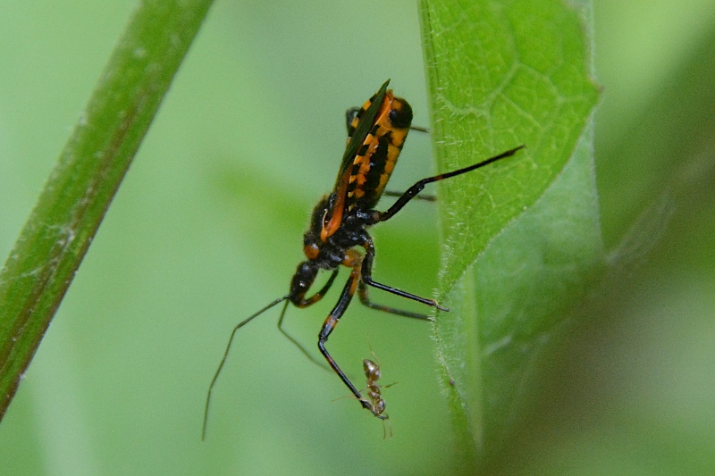 Rhynocoris iracundus ?